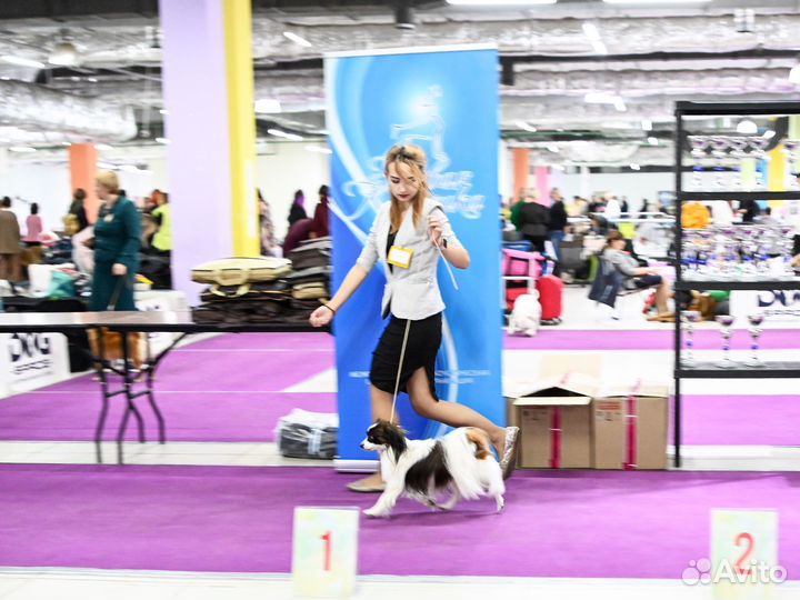 Фален кобель для вязки