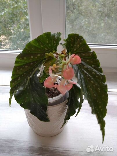 Комнатные растения по