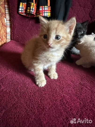 Котенок мальчик