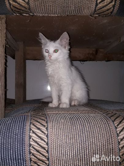 В добрые ручки