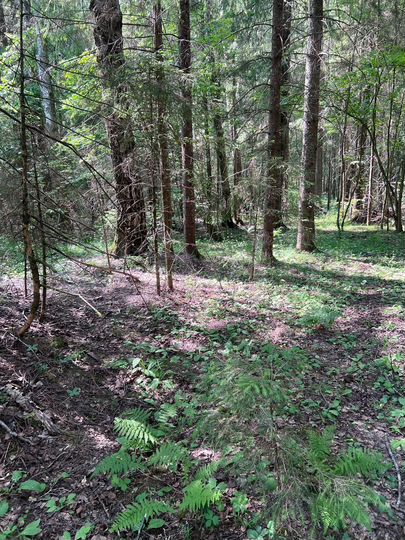 Участок 22,89 га (СНТ, ДНП)