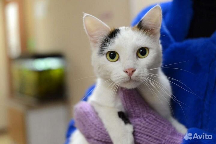 Кошка в дар