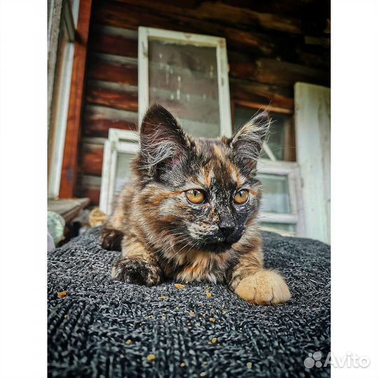 Котята ищут дом