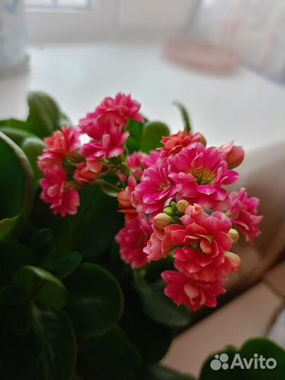 Каланхоэ