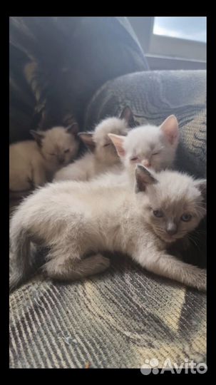 Сиамские котята