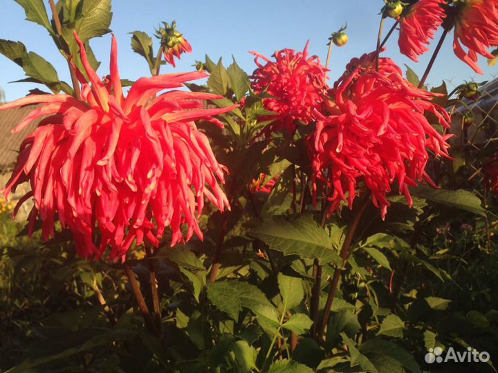 Георгины, хризантемы, суккуленты, клубника