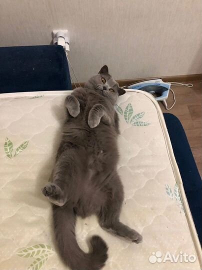 Британская кошка для вязки