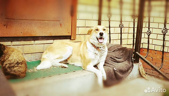 Собаку приносящую счастье в дар