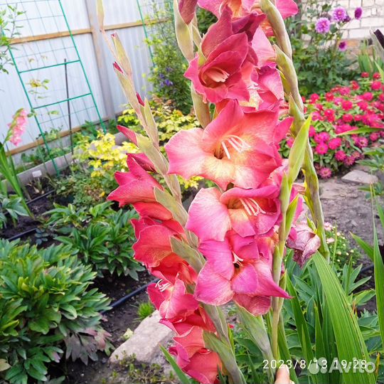 Гладиолусы луковицы