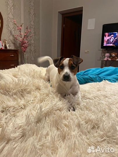 Вязка Джек Рассел терьер