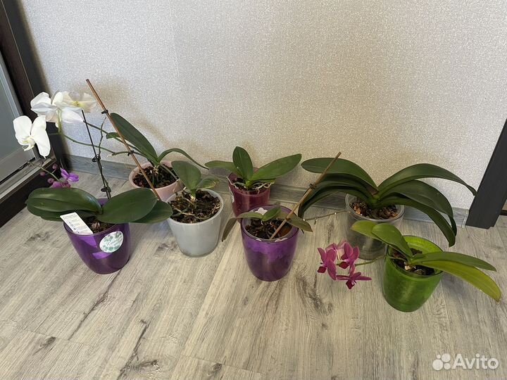 Продам архидеи