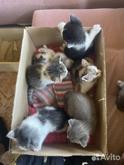 Котята в добрые руки