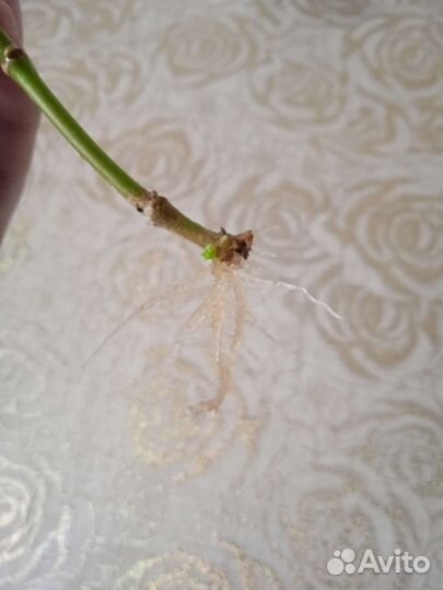 Эсхинантус