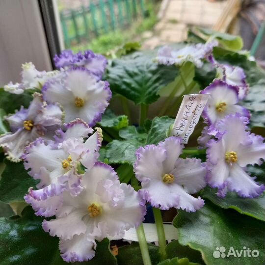 Детки сортовых фиалок