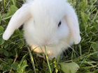 Вислоухие mini кролики объявление продам