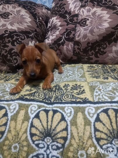 Цвергпинчер