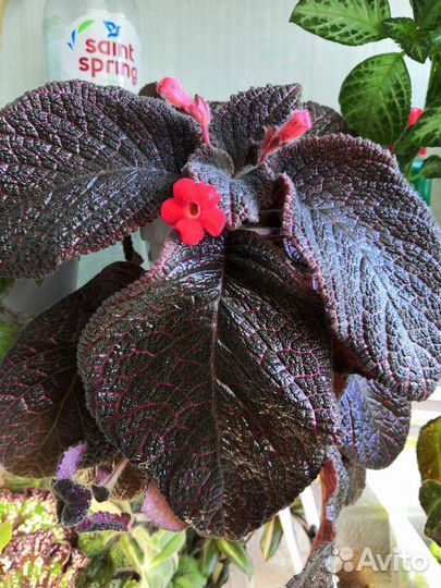 Эписции список обновлён 01.04.23