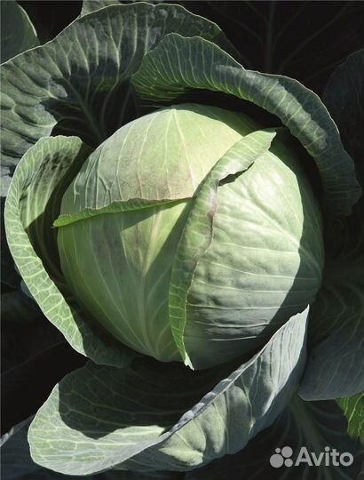 Семена капусты Циклон F1 (пак.2500шт)