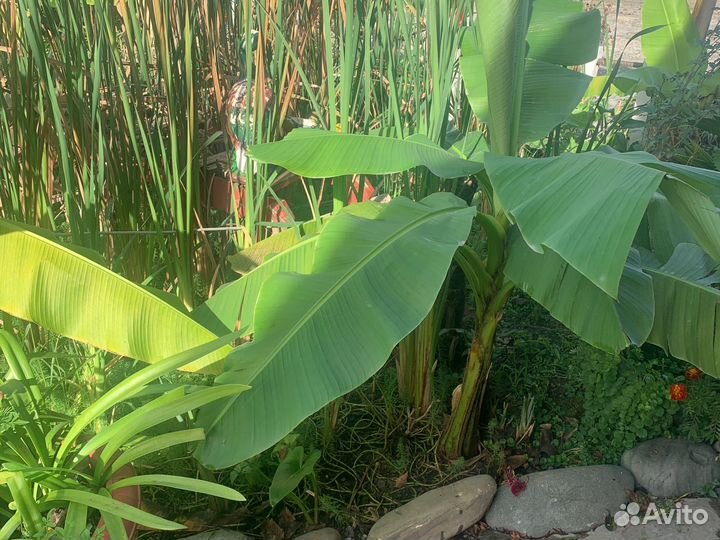 Банановая пальма