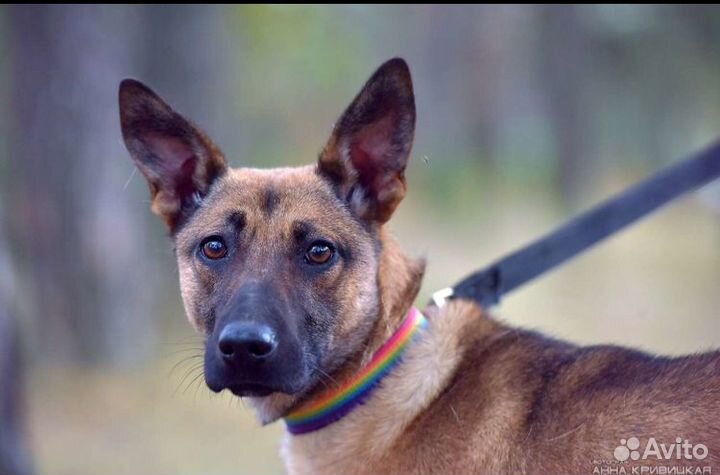 Ищет дом красавец пес Джек