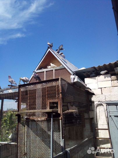 Голуби почтовые