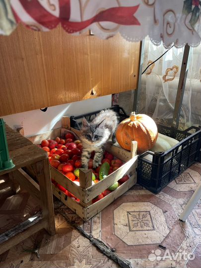 Котята мейнкуна