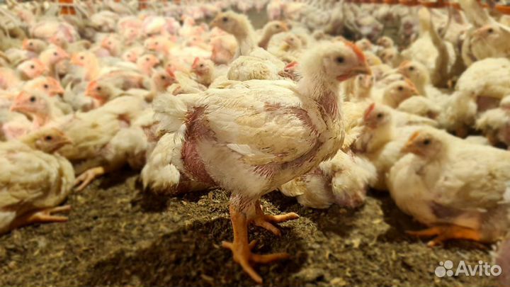 Цыплята бройлеры росс 308