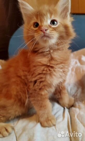 Мейн-кун солнышко в вашем доме