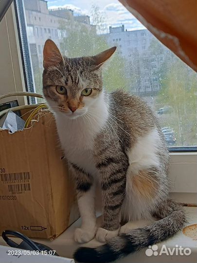 Кошка