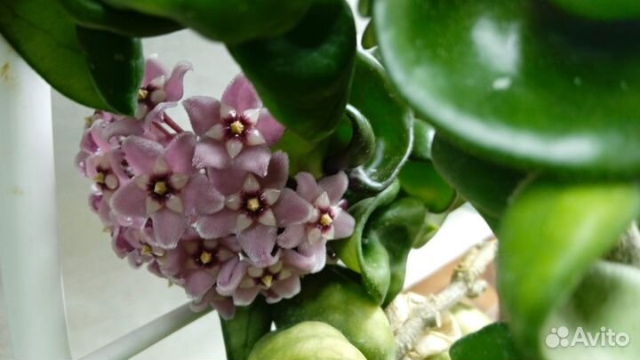 Хойя компакта