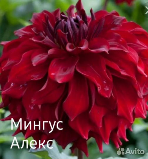 Клубни георгинов