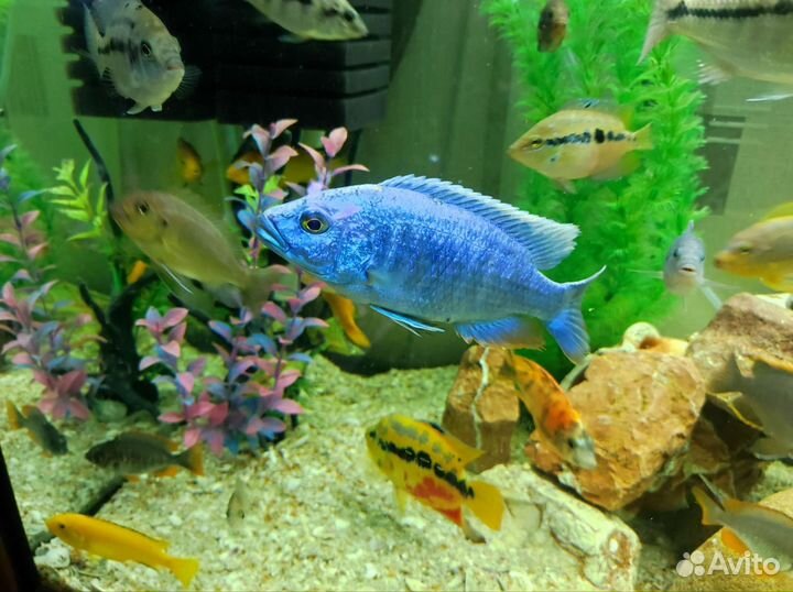 Аквариумные рыбки, Цыхлиды,Акары,Аулонокары и др