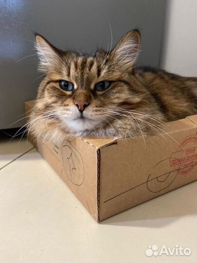 Обучение основам предоставления услуг передержки