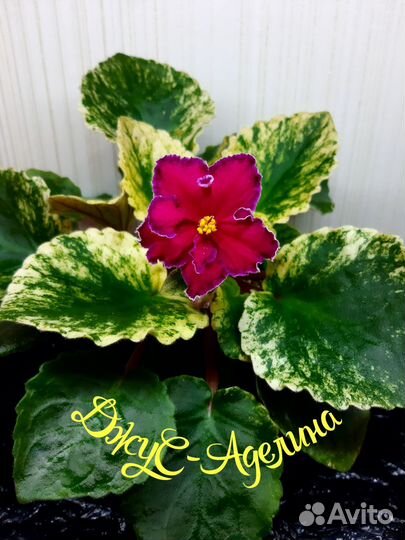 Фиалка детки