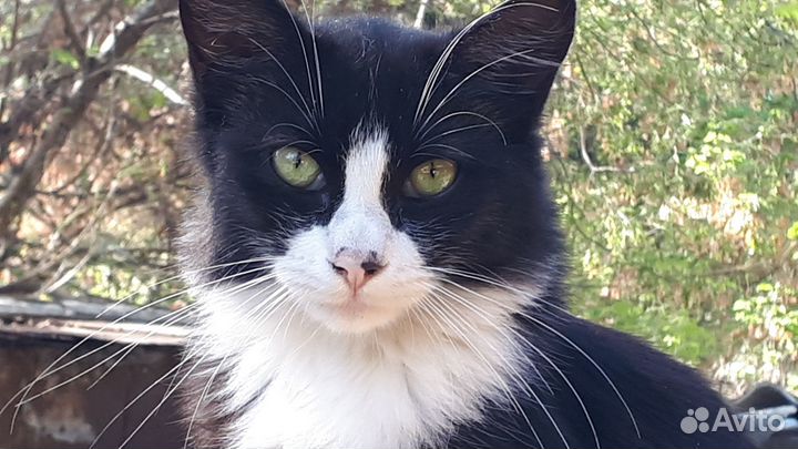 Красавчик котик в добрые руки