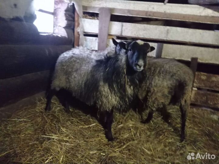 Овцы бараны