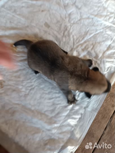 Щенки Американской акиты