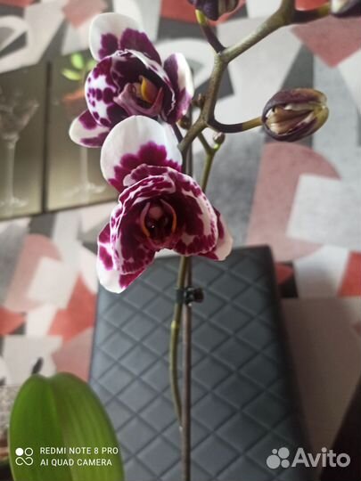Орхидея фаленопсис