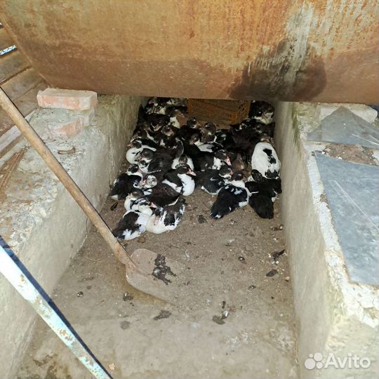 Мускусные утки