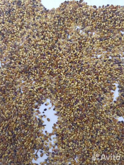 Семена люцерны