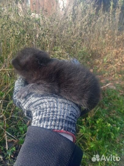 Котёнок