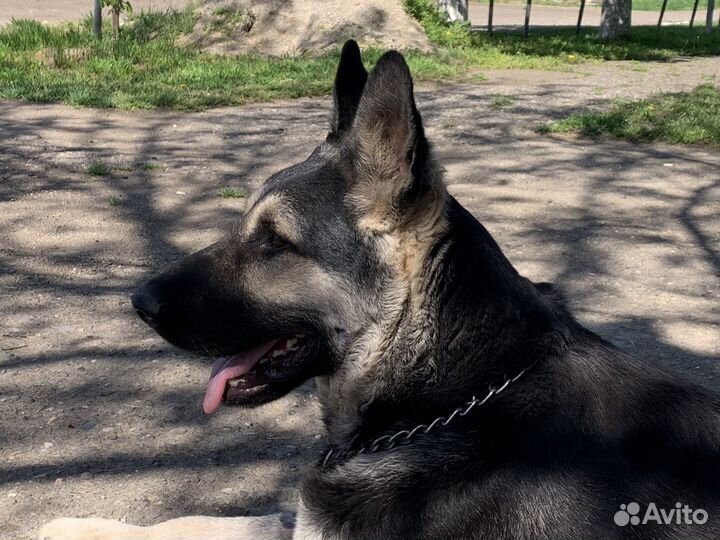 Кабель вео вязка