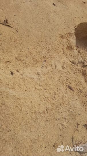 Опилки хвойные из под ленточной пилорамы