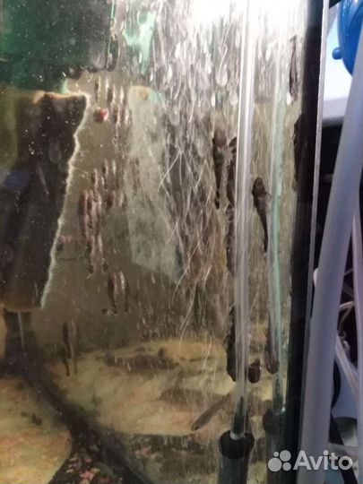 Сомики анциструсы