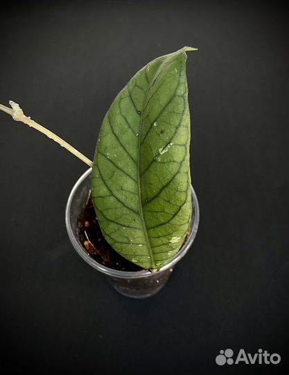 Хойи сортовые