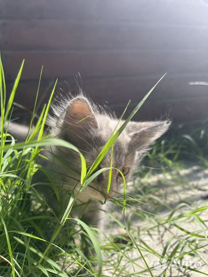 Котята в добрые руки даром