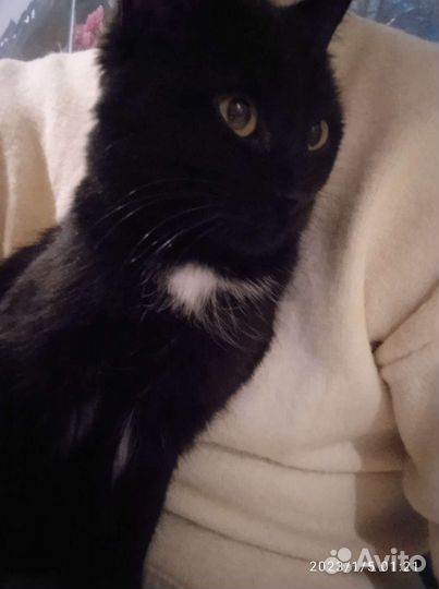 Котята в добрые руки даром