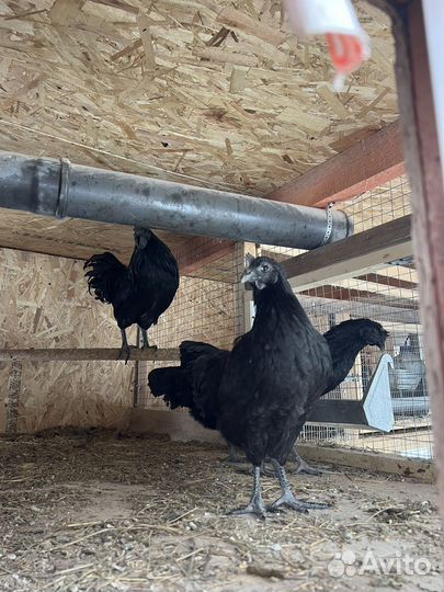 Аям Цемани петух 3-4 мес черный разнокровный