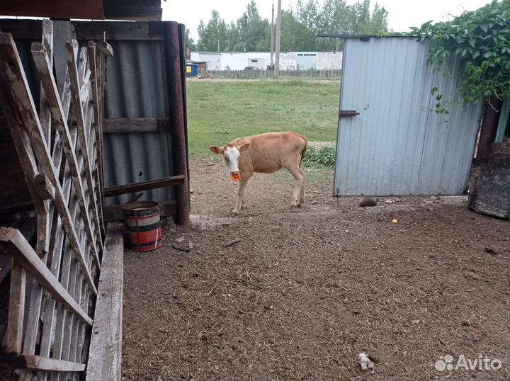 Продам телок 1.3 года