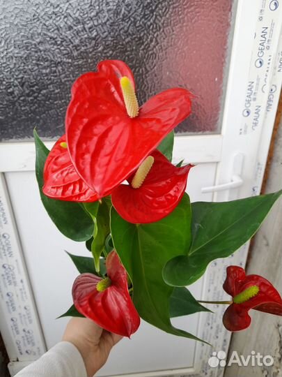 Антуриум красный